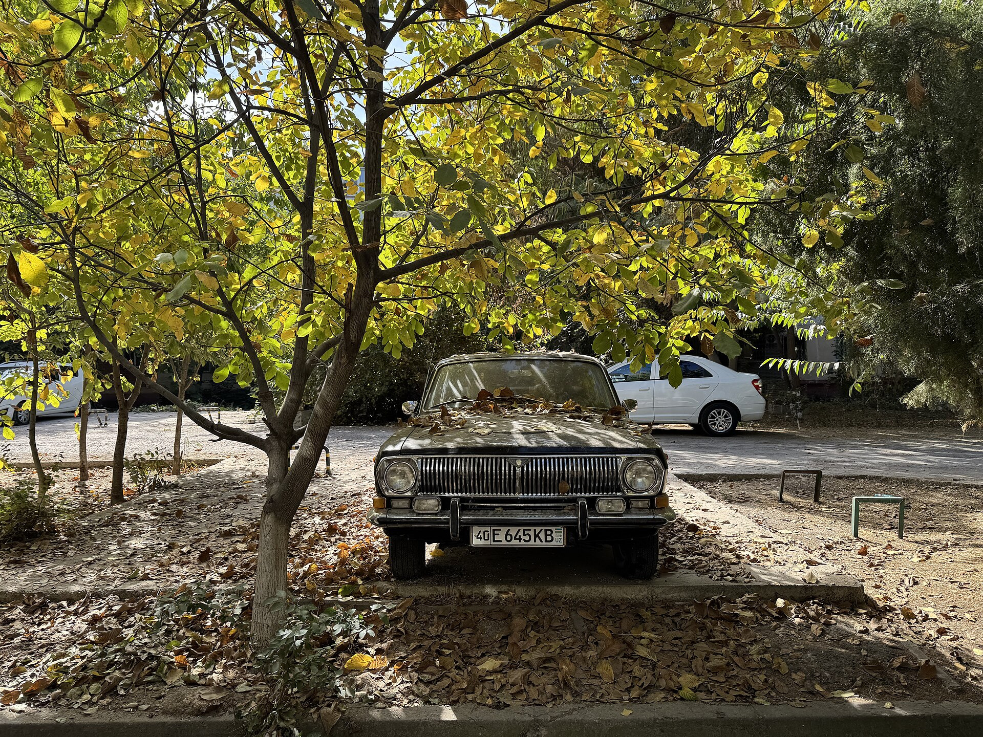 Gaz 24